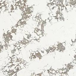 Thumbnail of Arctic Arabescato